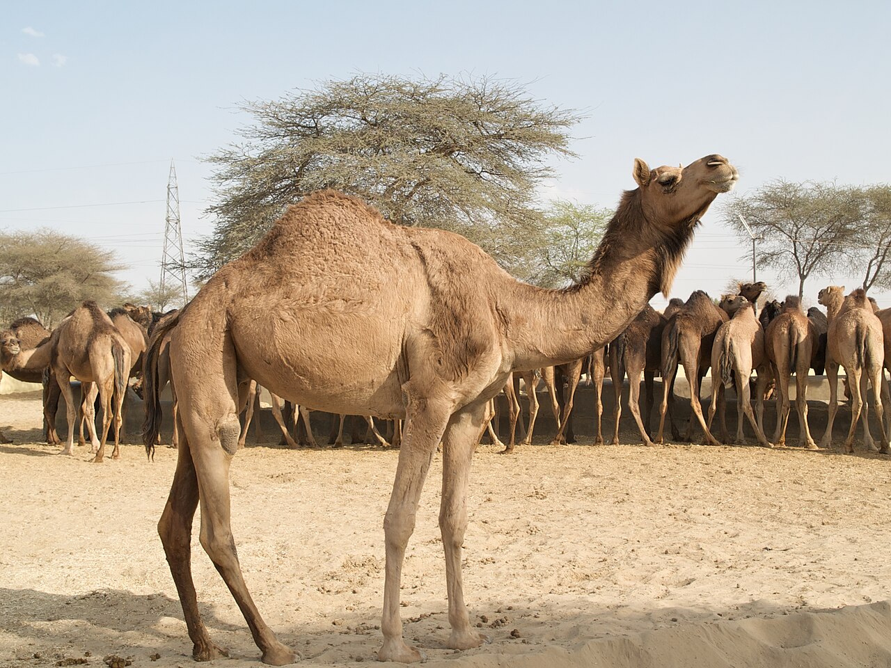 Desert Camel Centre