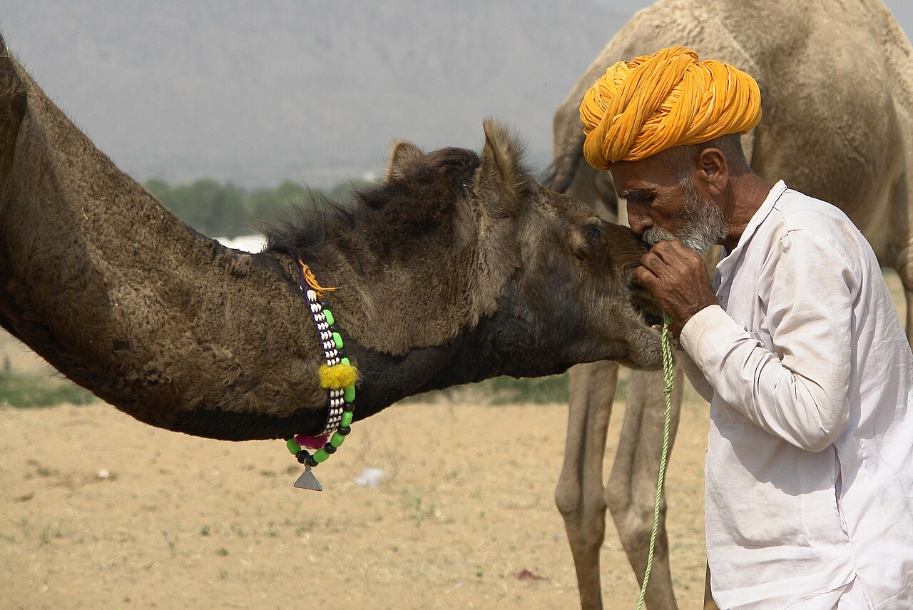 Pushkar Camel Gathering